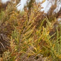 arthrocnemum-macrostachyum-canaries-fuerteventura-1199D7AC-2F8C-48CD-A33B-32FE0CCE552D.jpg