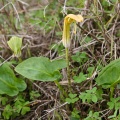arum-italicum-italy-14762F07-8643-11DC-A0AC-000A95CA2156.jpg