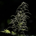aruncus-dioicus-switzerland-1D907308-05DA-4951-B00C-9F17F89CB311.jpg