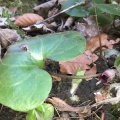 asarum-europaeum-switzerland-07618C63-B1FE-4A4D-AE5E-E8FE0CF761B7.jpg