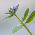asperugo-procumbens-switzerland-D972D802-F06C-48E6-817D-9C79611BA486.jpg