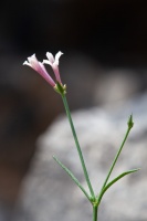 Asperula aristata L.f.