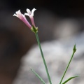 asperula-aristata-france-77DD452E-B330-495E-9333-3CEE9D3AA11B.jpg