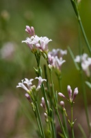 Asperula cynanchica L.