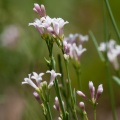 asperula-cynanchica-france-7BE077B1-AC6D-44A6-9711-2F7E247F73F3.jpg