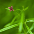 asperula-purpurea-italy-F8C1745B-861A-11DC-87E0-000A95CA2156.jpg