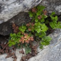 asplenium-ruta-muraria-switzerland-DA85C762-A03A-4DAD-B870-BE71DF70AF93.jpg