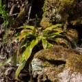 asplenium-scolopendrium-switzerland-A073C9AA-30CC-4D30-80C7-E502CF60459E.jpg