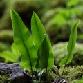 asplenium-scolopendrium-switzerland-EEDB301D-306B-4277-9FBB-1761A539C2E5.jpg