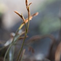 asplenium-septentrionale-switzerland-00F81819-D465-4FEF-AFD0-4BC2E4540DB8.jpg