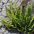 asplenium-viride-switzerland-0561E68A-4A66-42C5-AE50-30171D868D4A.jpg