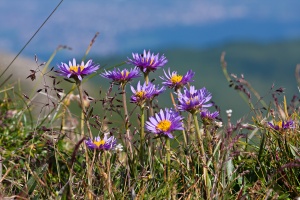 Aster alpinus L.