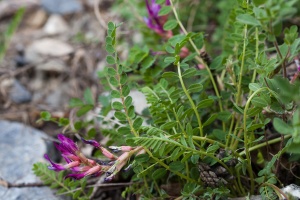 Astragalus monspessulanus L.