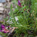 astragalus-monspessulanus-switzerland-47DF1DD1-9E2D-468B-A415-2A25679903B2.jpg