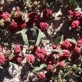 atriplex-chenopodium-tajikistan-7D157950-2DFB-4874-831E-38ACFBDB48A8.jpg