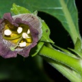 atropa-belladonna-switzerland-E2C776EB-6B86-433E-A860-1FCA680DD5CF.jpg