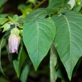 atropa-belladonna-switzerland-F1C6E846-F61C-4C04-BC97-A63DB4545657.jpg