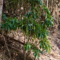 barringtonia-sp-thailand-0DB2113E-24D3-4610-85BB-B3B4058C7595.jpg