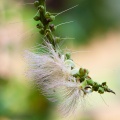 barringtonia-sp-thailand-E575DCD8-2740-4C0C-8E27-BC3348983EC3.jpg
