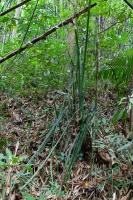 Benstonea humilis (Lour.) Callm. & Buerki