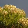 berzelia-sp-south-africa-027066E2-7265-4FA4-AB74-98531040CB45.jpg