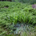 blechnum-spicant-switzerland-9979A325-DD6B-405D-89E7-ED03D97FA3B9.jpg