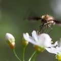 bombyliidae-switzerland-2DD33F51-6CAC-47EB-A1FC-CB6AC498B208.jpg