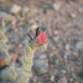boraginaceae-boraginaceae-saudi-arabia-F4F2B5A4-4FCE-11DC-BC6E-000A95CA2156.jpg