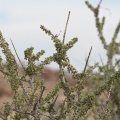 boscia-foetida-namibia-6E32F03A-420F-476D-898D-941C4329AB62.jpg