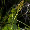botrychium-lunaria-switzerland-F002250C-AFC4-46B2-BF8F-8E0255F78087.jpg