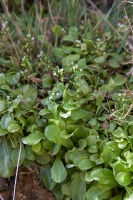 Brassicaceae, sp. indet.