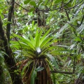 bromeliaceae-sp-guadeloupe-30E441AB-2C72-4E33-A5DA-7CB40E9A5862.jpg