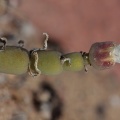 brownanthus-sp-indet-namibia-F51A4861-81C2-42C7-8B98-F24967F6EF76.jpg