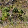 brunia-sp-south-africa-FC41D9FE-5DB3-49FB-8B93-739A6D2048D7.jpg