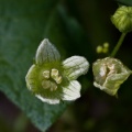 bryonia-dioica-switzerland-CECA9F2B-4734-11DC-8E52-000A95CA2156.jpg