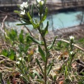 buglossoides-arvensis-switzerland-1D85BF94-4DC0-45DB-B92B-E9C6D5997910.jpg