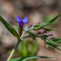 buglossoides-purpureocaerulea-switzerland-D7BD7B06-38AD-4447-B7E2-626B778B53BF.jpg