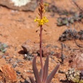 bulbine-praemorsa-south-africa-E2B1A3C9-E830-483A-A06F-66DBCC9EBA84.jpg