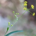 bupleurum-falcatum-switzerland-4458F429-180E-444C-9117-C721E8D231FC.jpg