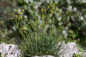 Bupleurum petraeum L.