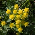 bupleurum-ranunculoides-switzerland-82452D08-C826-4964-9801-D8EC5D6040AC.jpg