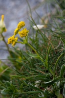 Bupleurum ranunculoides L.