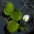 calla-palustris-switzerland-EE942D15-3F8F-4CF6-AF70-D37F8F0BF833.jpg