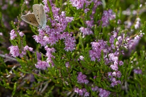 Calluna vulgaris (L.) Hull