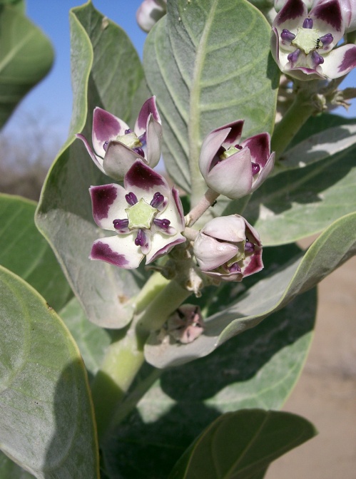 calotropis-procera-saudi-arabia-7ECC3918-4B7B-11DC-8D9F-000A95CA2156.jpg