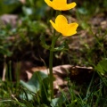caltha-palustris-switzerland-D364EF0A-BFBF-4903-86F8-54E51CC94035.jpg