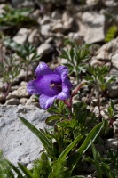 Campanula alpestris Allione