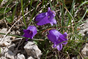 Campanula alpestris Allione