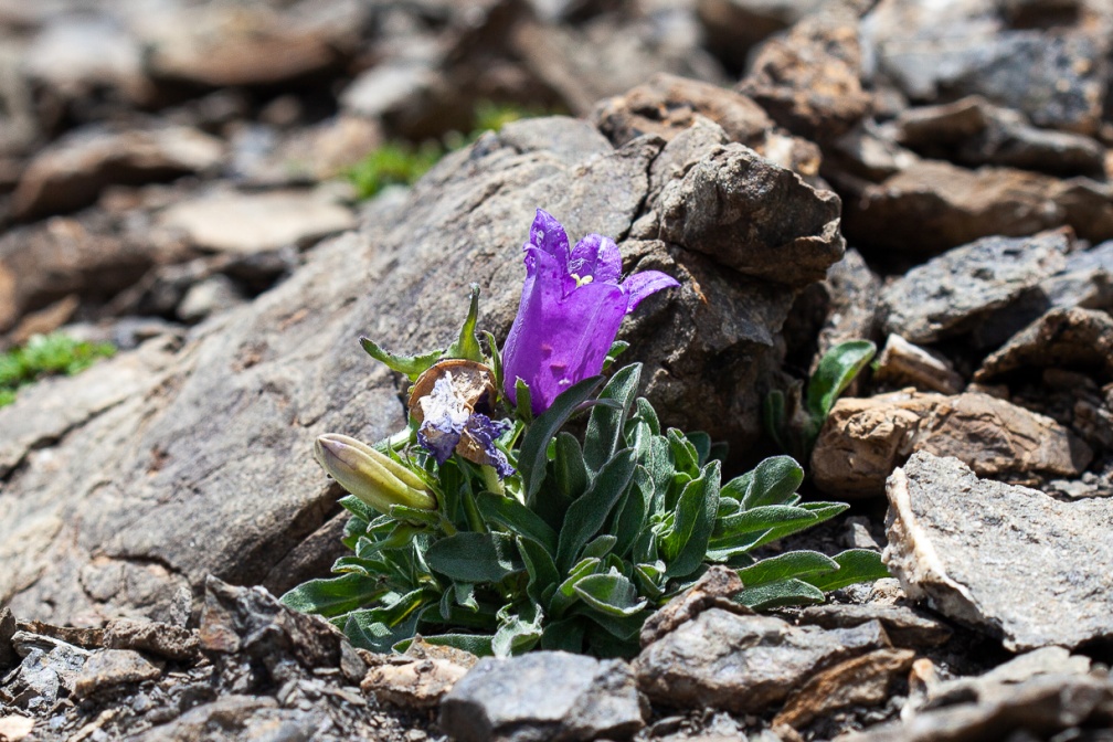 campanula-alpestris-france-B4141A3E-2990-448F-B2FC-04201A9AF9D3.jpg