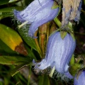 campanula-barbata-switzerland-4D33F839-4733-11DC-8E52-000A95CA2156.jpg